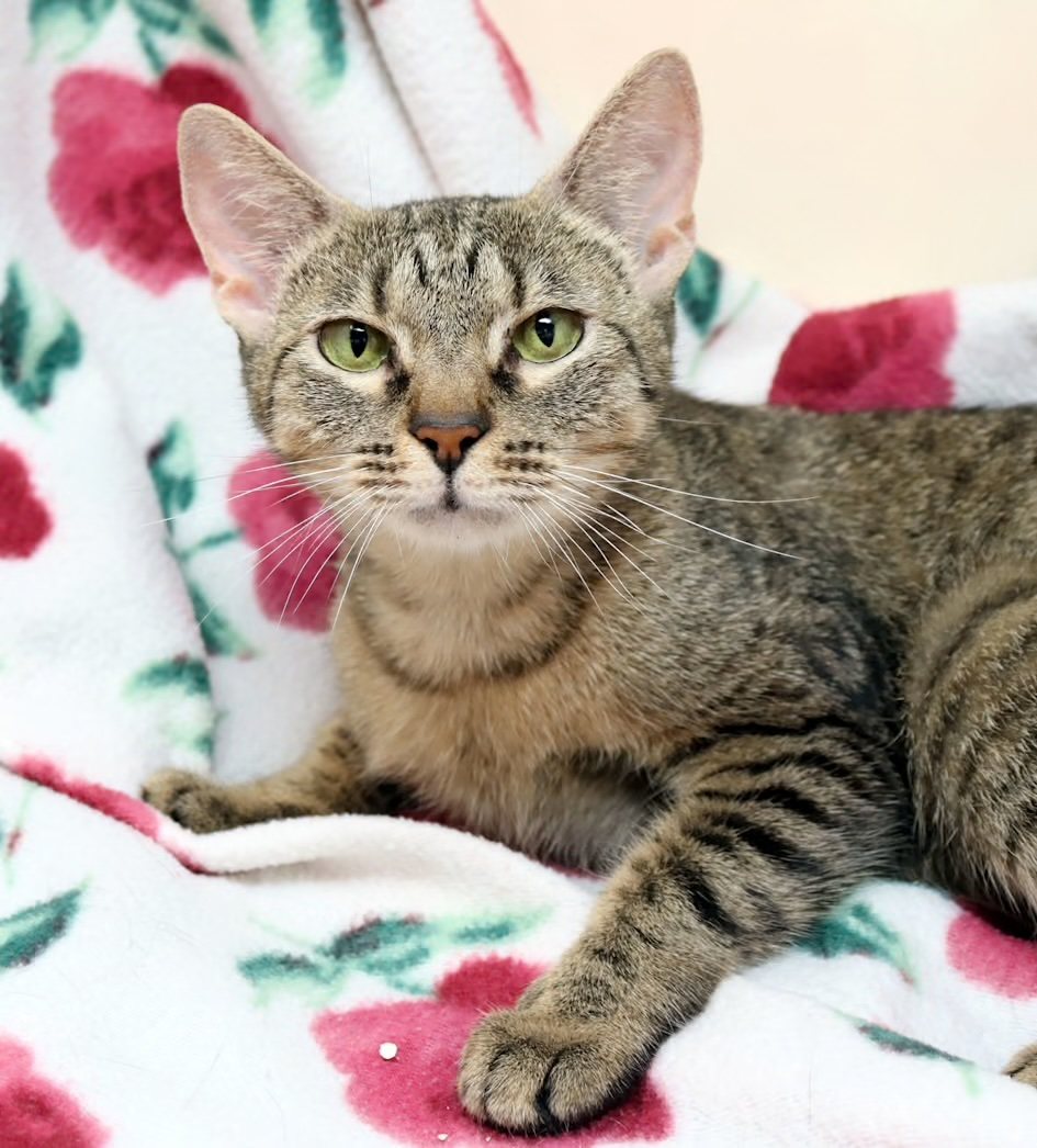 Calico cat relaxing on a patterned rug