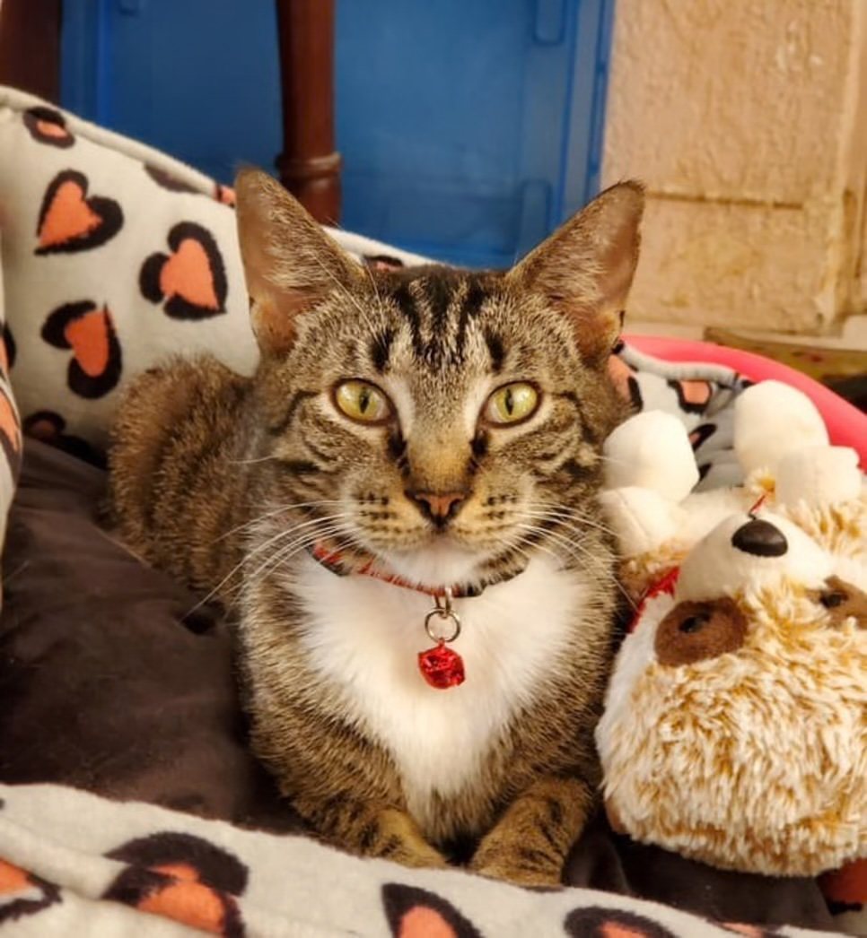 Cream kitten lounging on a blanket