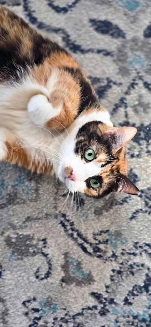 Green-eyed tabby cat resting on a floral blanket